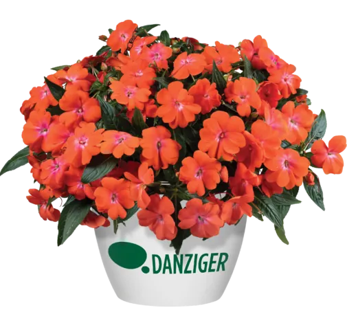 HARMONY® COLORFALL™ Orange