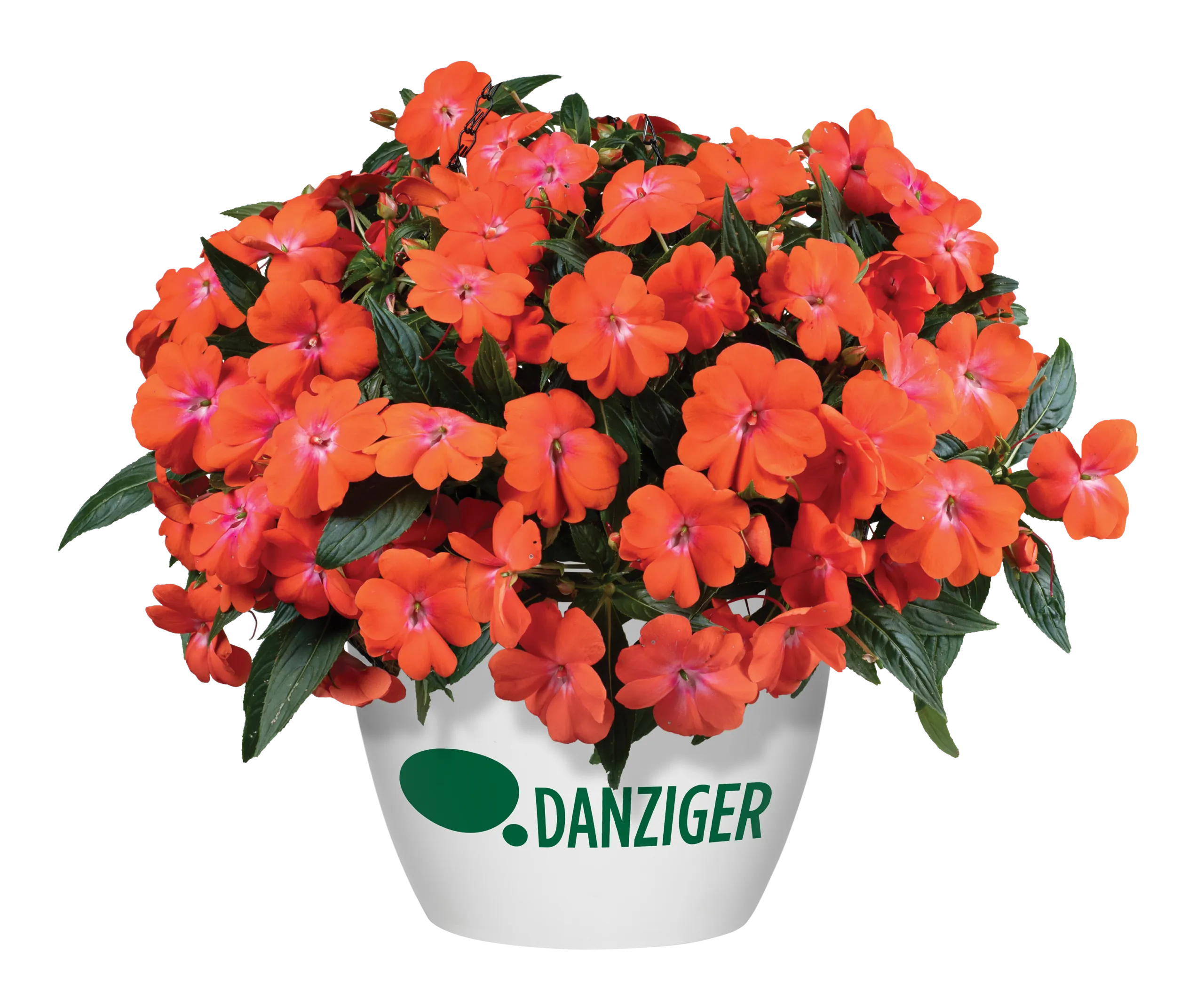 HARMONY® COLORFALL™ Orange - Danziger