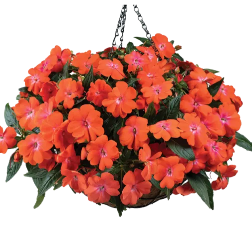 HARMONY® COLORFALL™ Orange