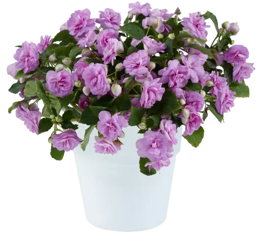 MUSICA™ Lavender