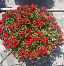 COLIBRI™ Bright Red