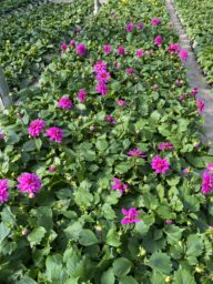 Darlin’™ Vintage Rose