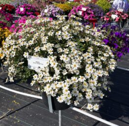 White Delight™ Improved