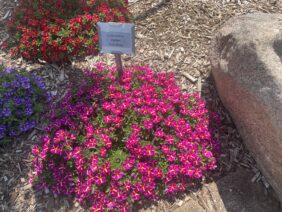 COLIBRI™ Pink Bling