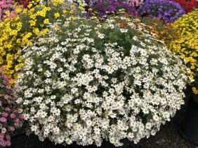 White Delight™ Improved