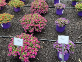 COLIBRI™ Pink Bling