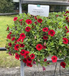 COLIBRI™ Bright Red