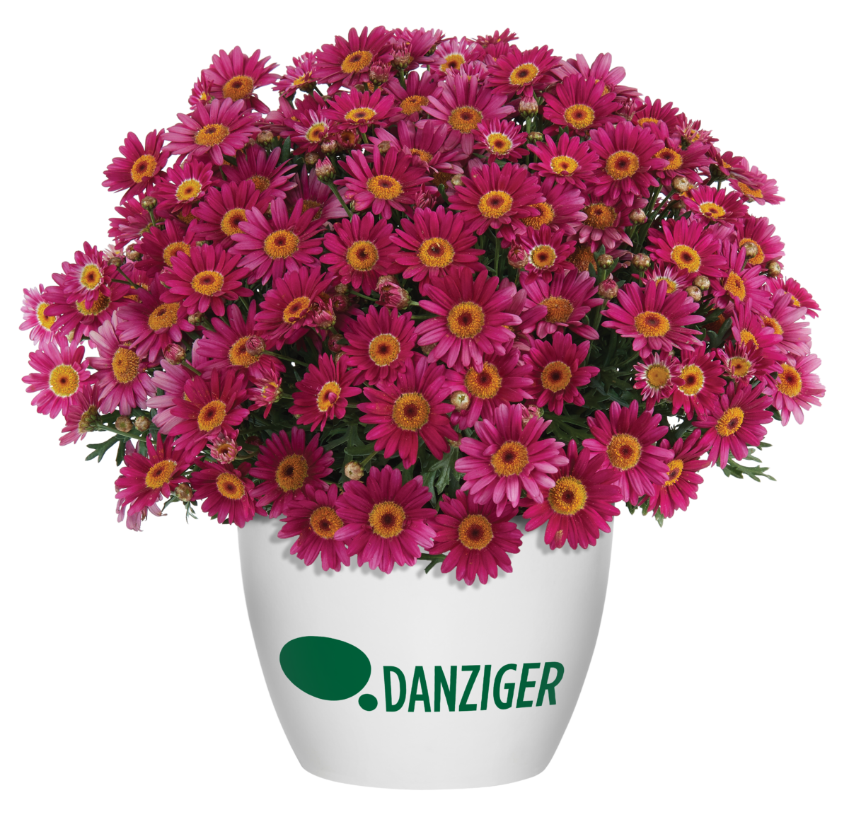 LOLLIES™ Berry Gummy - Danziger