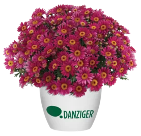 LOLLIES™ Berry Gummy