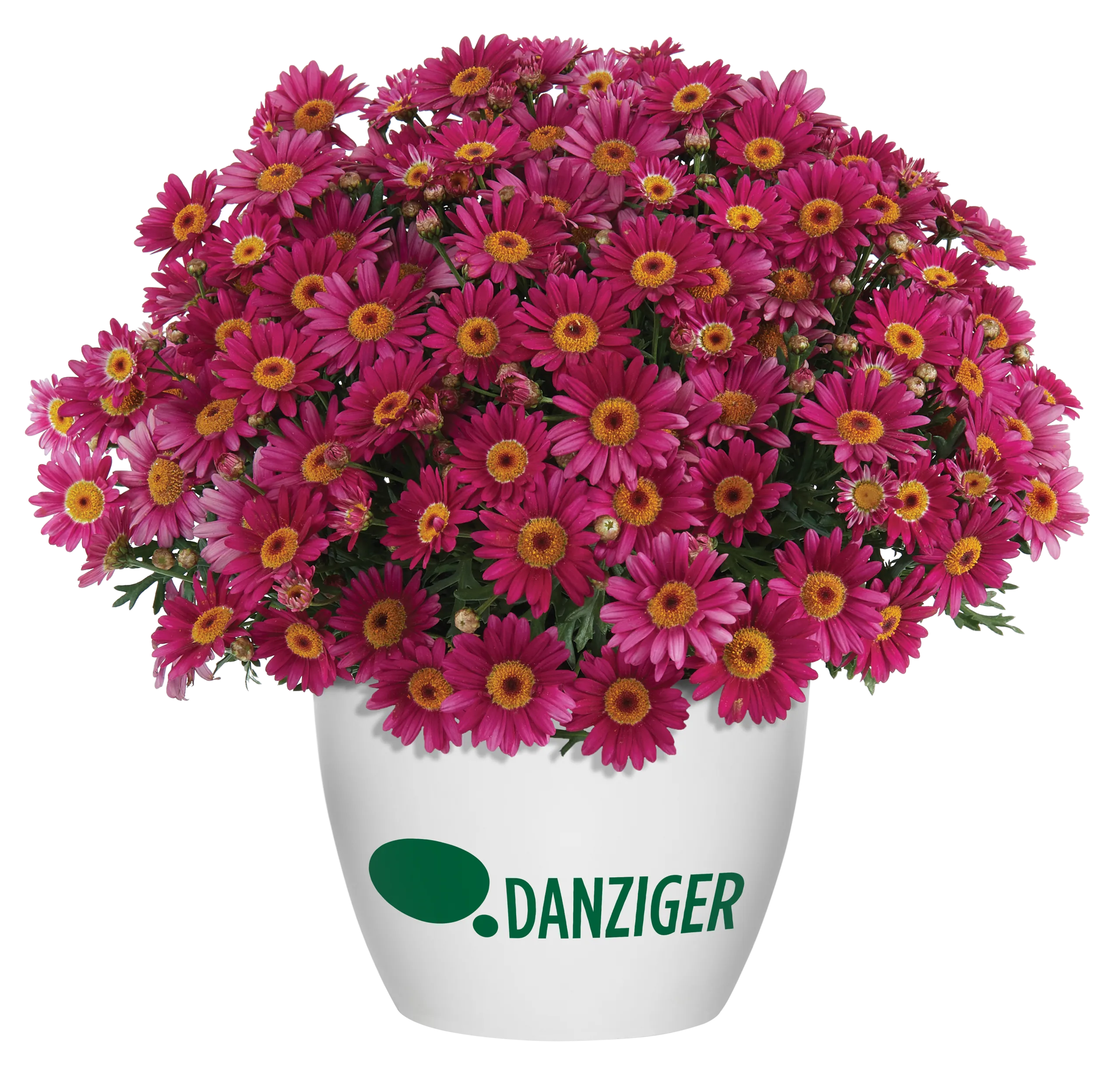 LOLLIES™ Berry Gummy - Danziger
