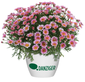 LOLLIES™ Marshmallow