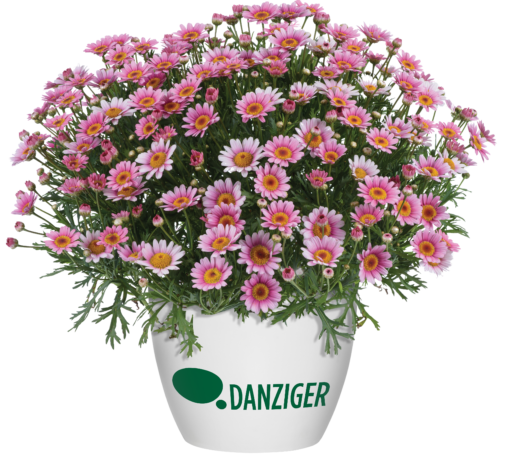 LOLLIES™ Marshmallow