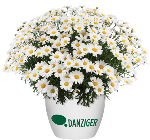 LOLLIES™ White Chocolate