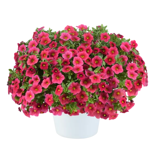 LIA™ Cranberry