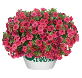 LIA™ Cranberry