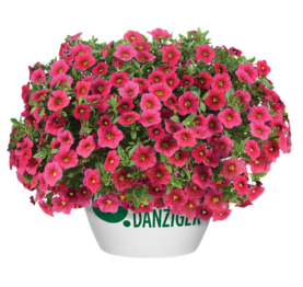 Lia™ Dark Red - Danziger