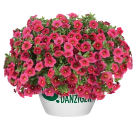 LIA™ Cranberry