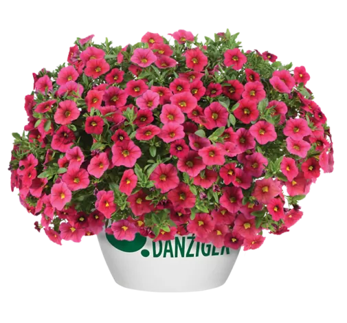 LIA™ Cranberry