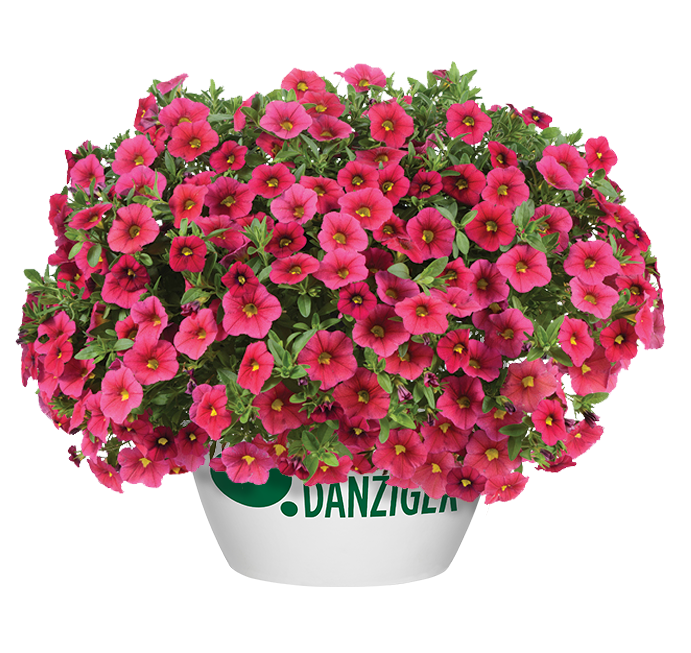 MEGA PAZZAZ™ Red - Danziger