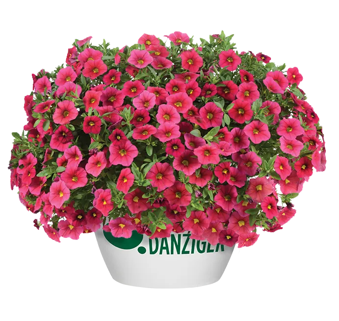 LIA™ Cranberry