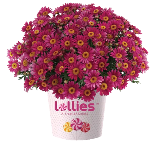 LOLLIES™ Berry Gummy