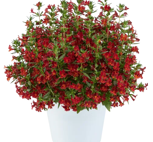 MAI TAI™ Red
