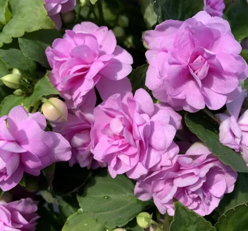 MUSICA™ Lavender