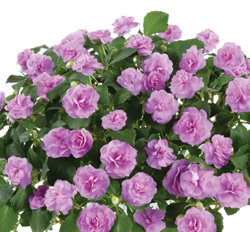 MUSICA™ Lavender