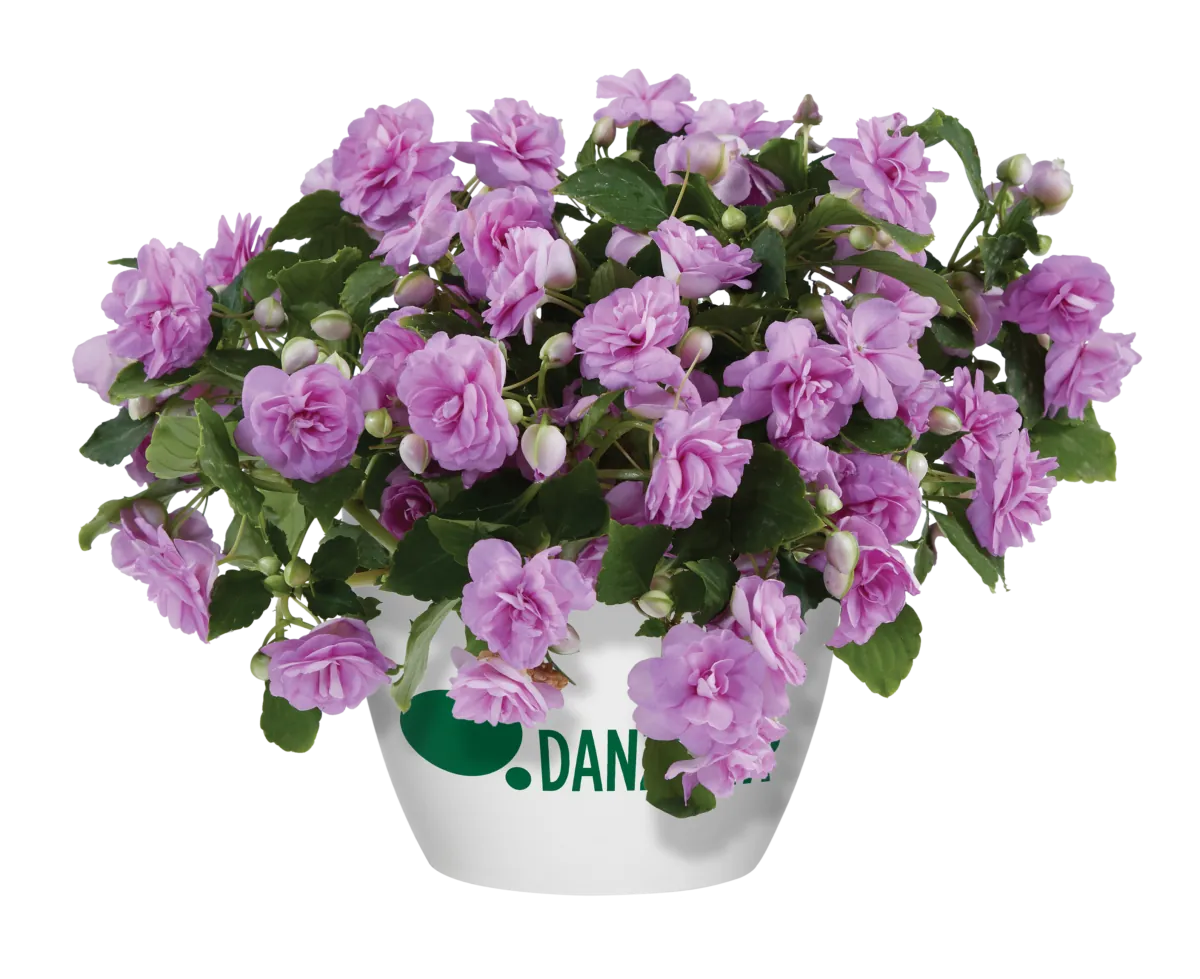 MUSICA™ Lavender