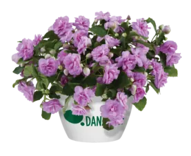 MUSICA™ Lavender