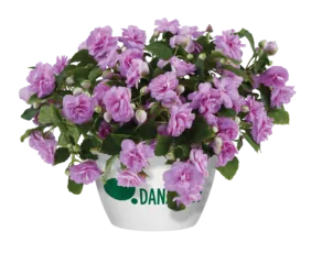 MUSICA™ Lavender
