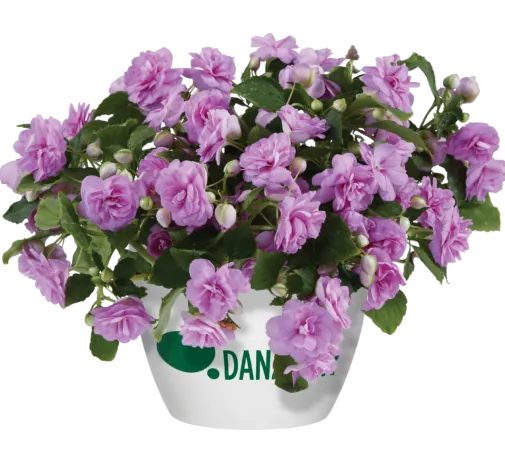 MUSICA™ Lavender