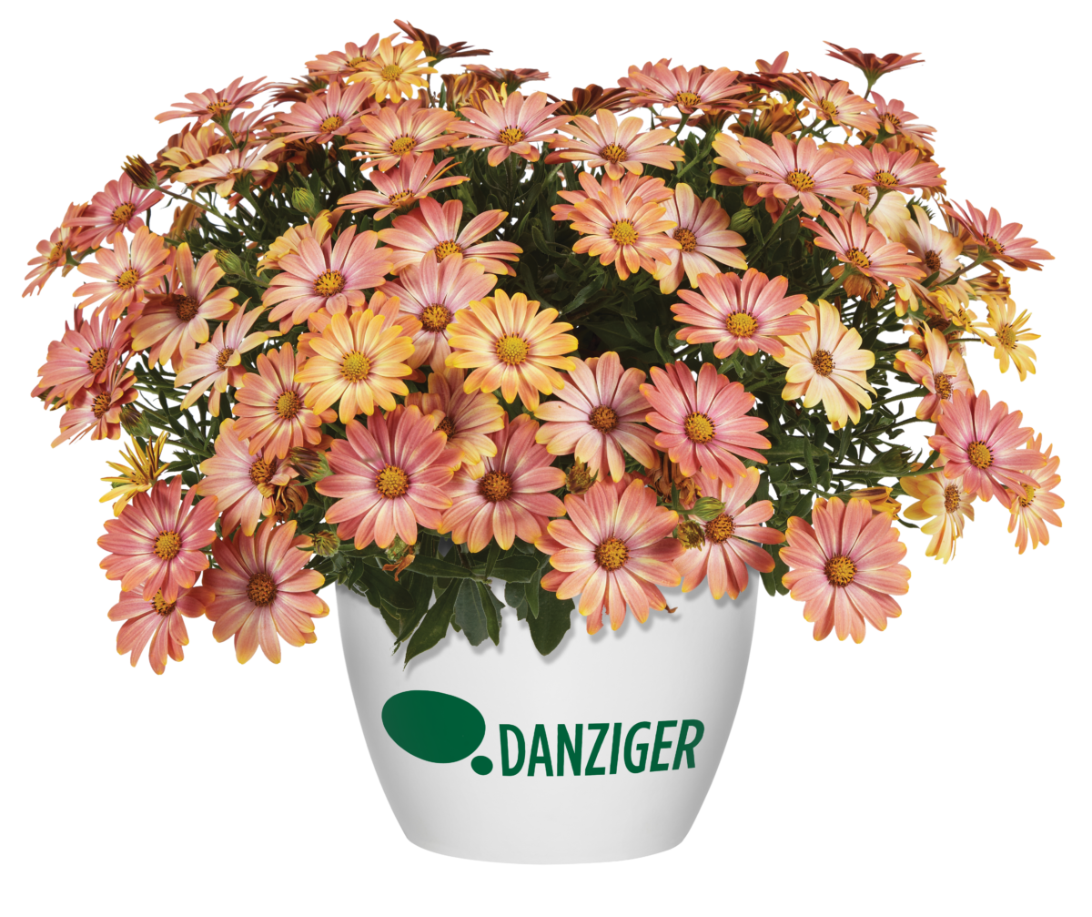 OSTICADE ™ Daybreak - Danziger