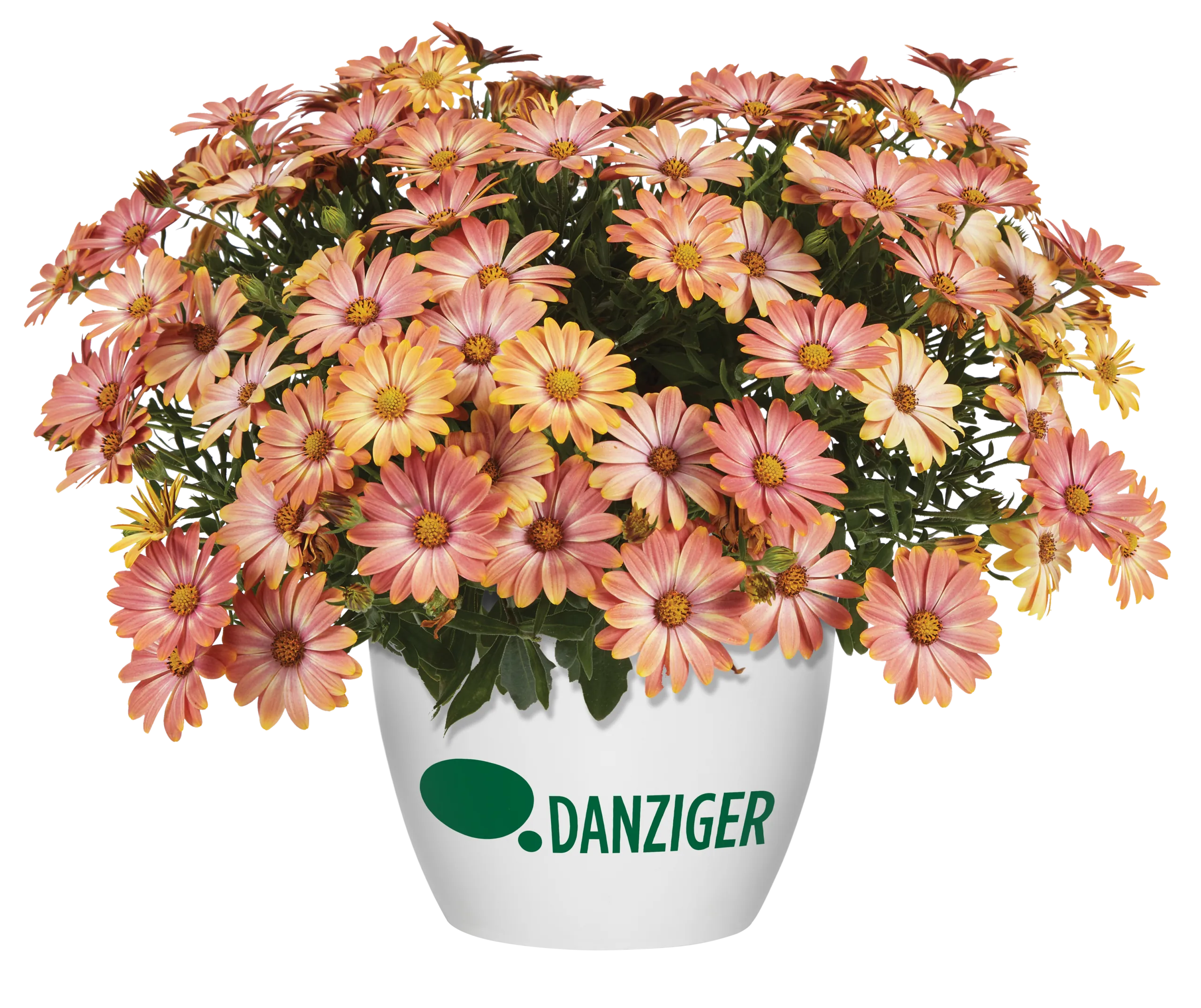 OSTICADE ™ Daybreak - Danziger