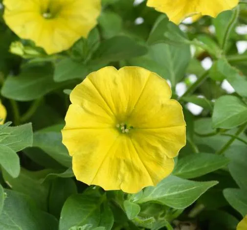 CAPELLA™ Hello Yellow