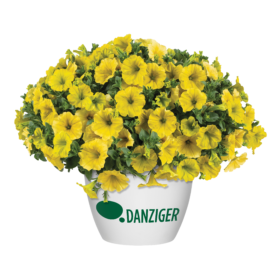 CAPELLA™ Hello Yellow