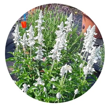 SALLYFUN™ Pure White
