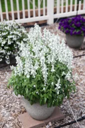 SALLYFUN™ Pure White