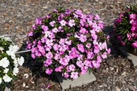 SOL LUNA™ Lilac