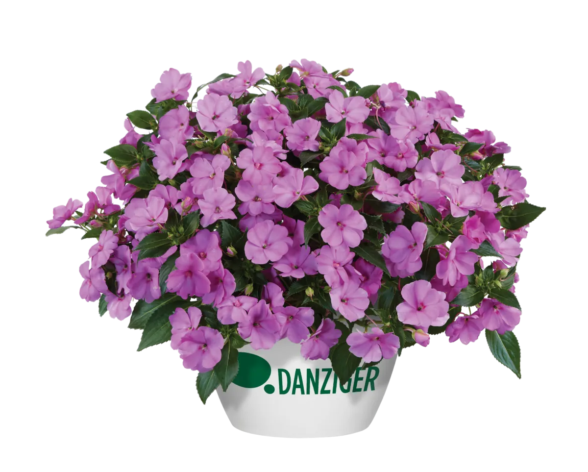 SOL LUNA™ Lilac