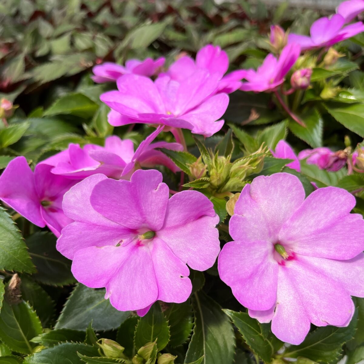 SOL LUNA™ Compact Lilac - Danziger