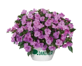 SOL LUNA™ Lilac