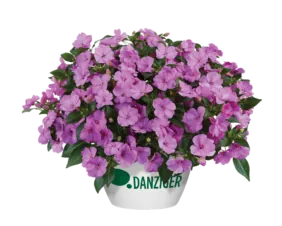 SOL LUNA™ Lilac