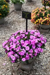 SOL LUNA™ Lilac