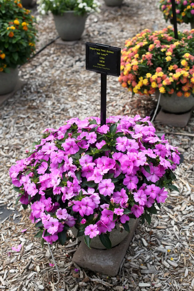 SOL LUNA™ Lilac