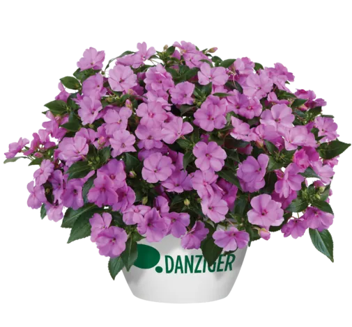 SOL LUNA™ Lilac