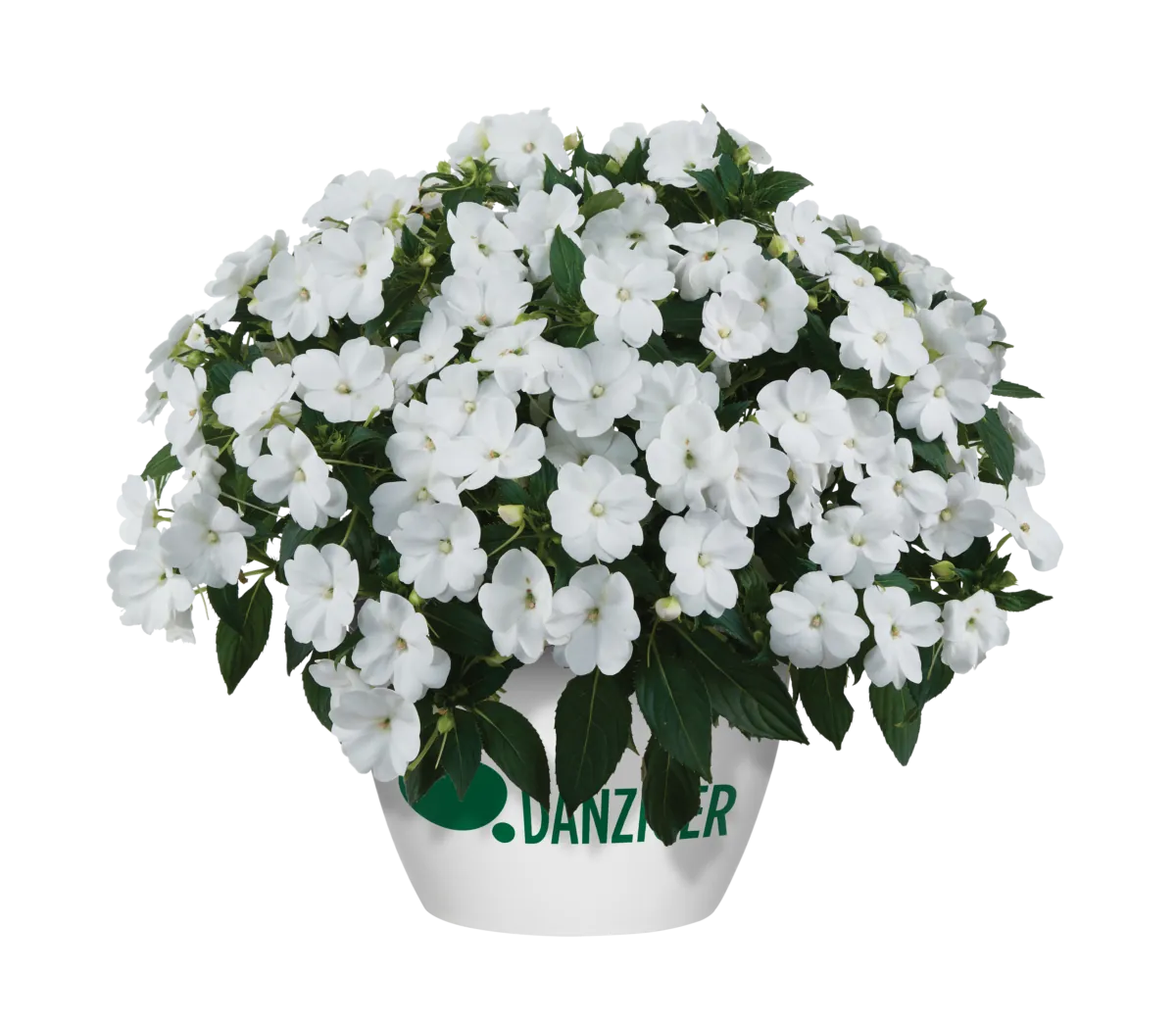 SOL LUNA™ White