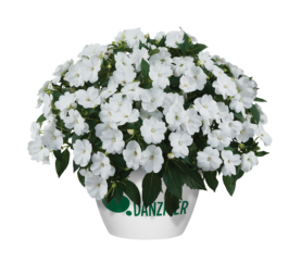 SOL LUNA™ White