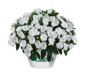 SOL LUNA™ White