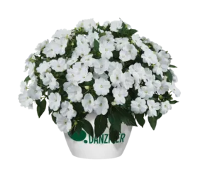 SOL LUNA™ White